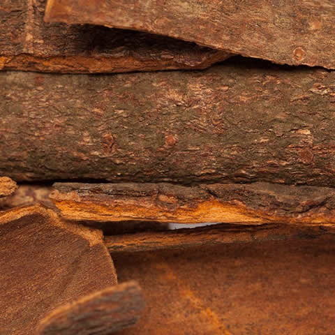 CINNAMOMUM CAMPHORA - Camphrier #2