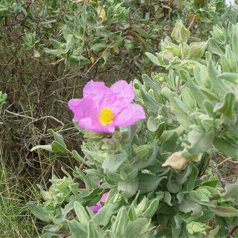 CISTUS ALBIDUS - Grey-leaved Cistus