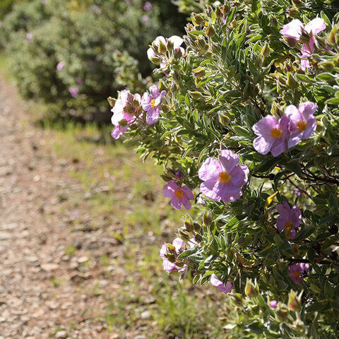 CISTUS ALBIDUS - Estepa blanca