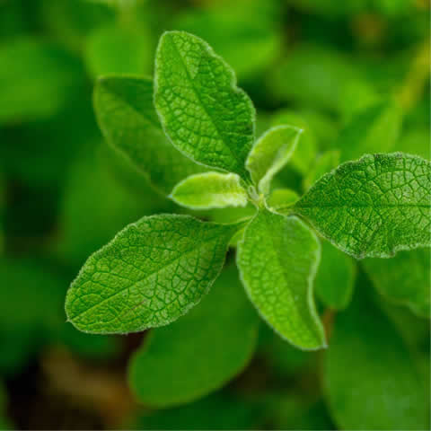 CISTUS CRETICUS - Estepa