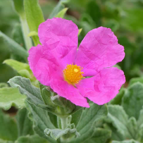CISTUS CRISPUS - Jara rizada