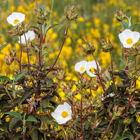 CISTUS LAURIFOLIUS - Laurel-leaf Cistus