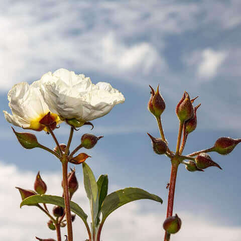 CISTUS LAURIFOLIUS - Laurel-leaf Cistus