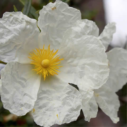 CISTUS LIBANOTIS - Romero macho