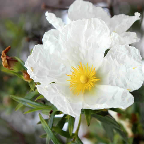 CISTUS LIBANOTIS - Romero macho