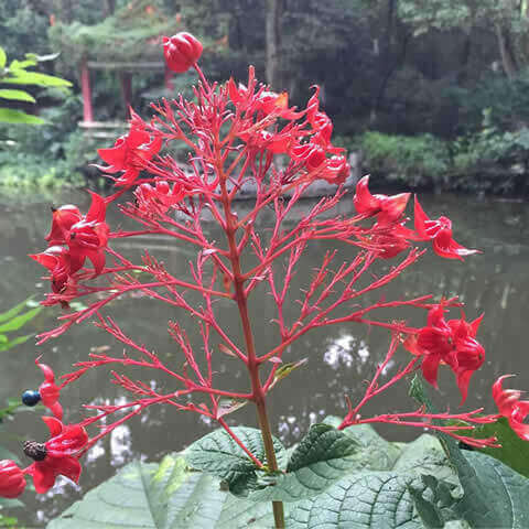 CLERODENDRON TRICHOTOMUM - rbol del destino