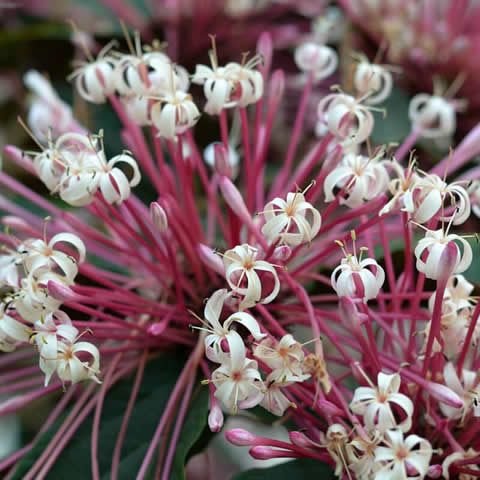 CLERODENDRON TRICHOTOMUM - rbol del destino