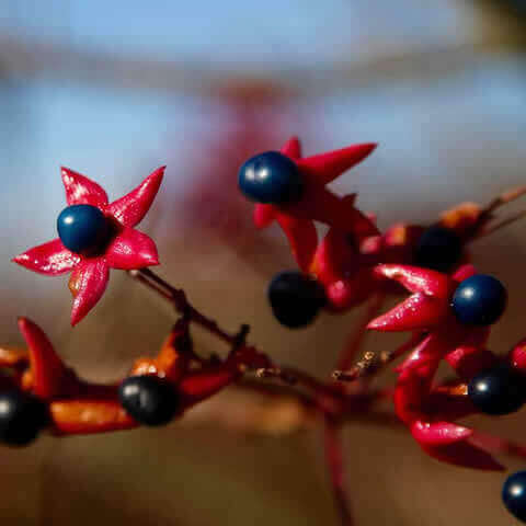 CLERODENDRON TRICHOTOMUM - rbol del destino
