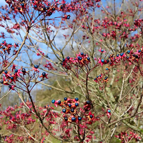 CLERODENDRON TRICHOTOMUM - rbol del destino