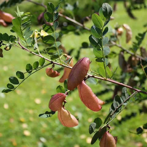 COLUTEA ARBORESCENS - Espantalobos