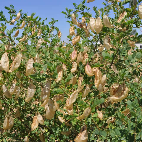 COLUTEA ARBORESCENS - Espantalobos