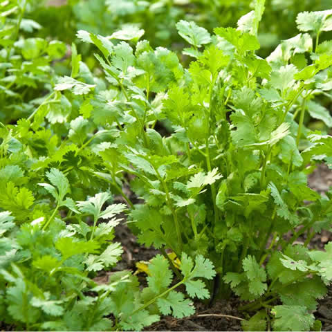 CORIANDRUM SATIVUM - Cilantro