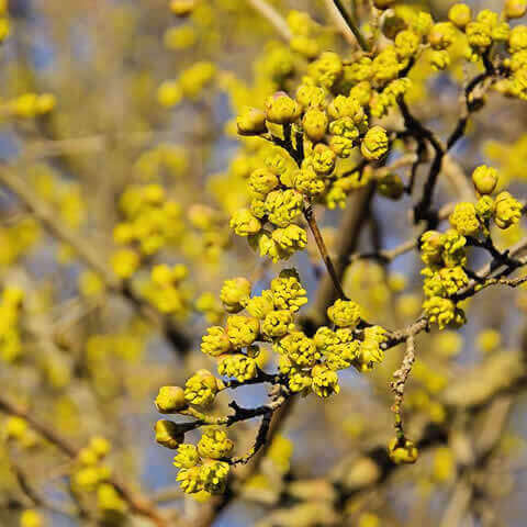 CORNUS MAS - Cornejo macho