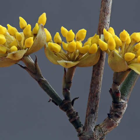 CORNUS MAS - Cornejo macho