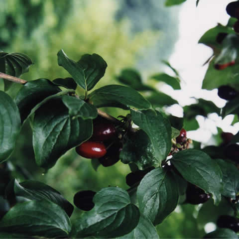 CORNUS MAS - Cornejo macho