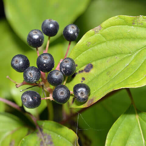 CORNUS SANGUINEA - Cornejo