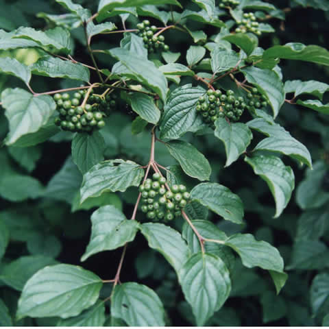 CORNUS SANGUINEA - Cornejo