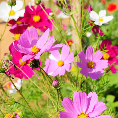 COSMOS BIPINNATUS - Mexican Aster