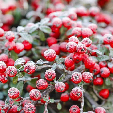 COTONEASTER HORIZONTALIS - Horizontal Rockspray