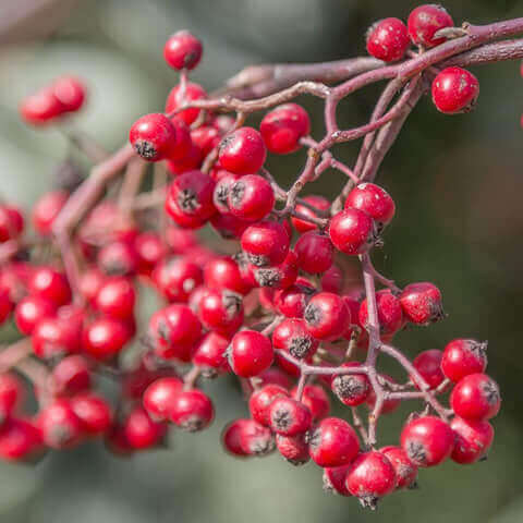 COTONEASTER LACTEUS - Milk-flower Cotoneaster