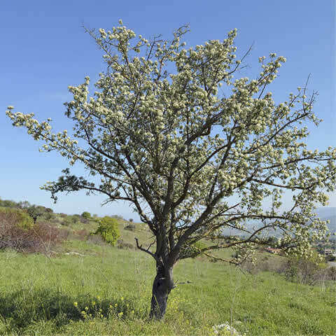 CRATAEGUS AZAROLUS - Acerolo