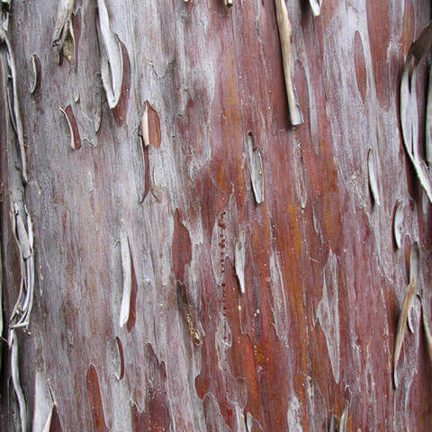 CUPRESSUS ARIZONICA - Monterey Cypress