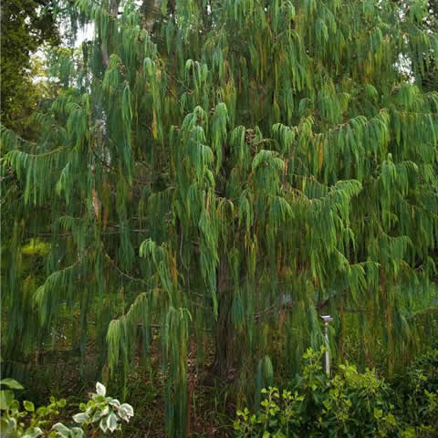 CUPRESSUS CASHMERIANA - Bhutan Cypress