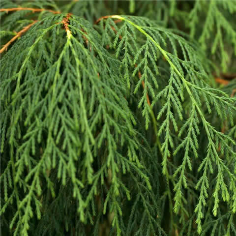 CUPRESSUS CASHMERIANA - Bhutan Cypress