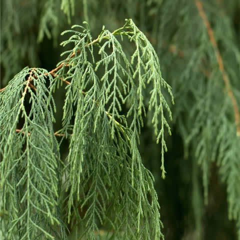 CUPRESSUS CASHMERIANA - Ciprs de Cachemira