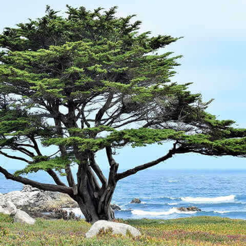 CUPRESSUS MACROCARPA - Ciprs de Monterrey