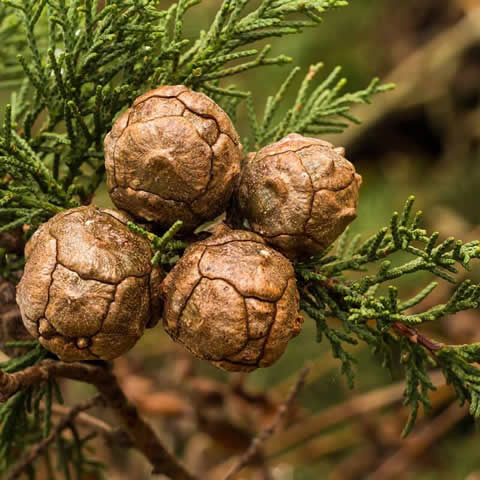 CUPRESSUS MACROCARPA - Monterey Cypress