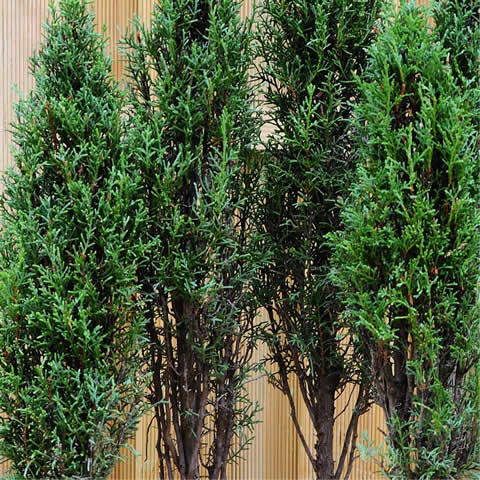 CUPRESSUS SEMPERVIRENS STRICTA - Ciprs mediterrneo