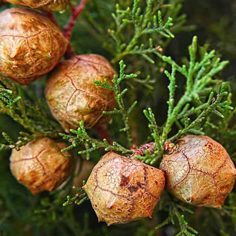 CUPRESSUS SEMPERVIRENS STRICTA - Ciprs mediterrneo