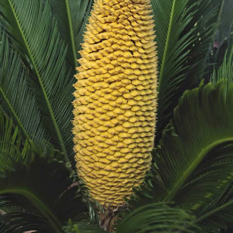 CYCAS REVOLUTA - Palmera de iglesia