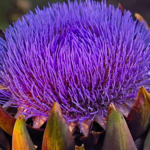 CYNARA CARDUNCULUS - Cardo