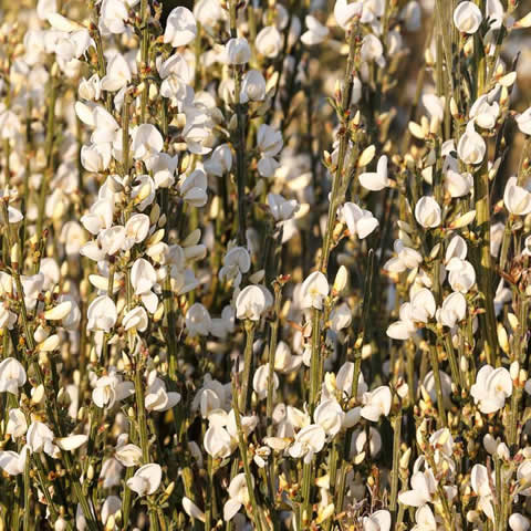 CYTISUS ALBUS - Escoba blanca