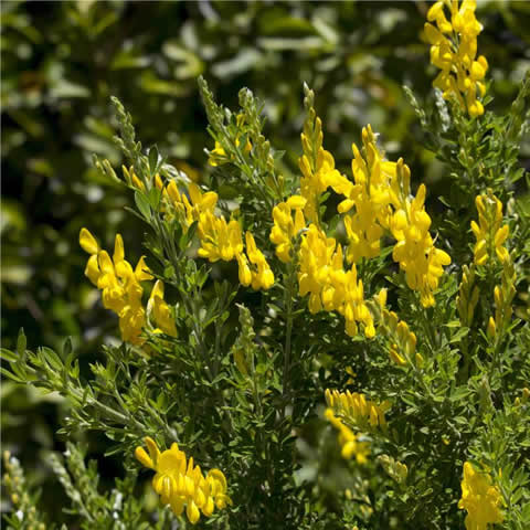 CYTISUS SCOPARIUS - Escoba, Retama negra
