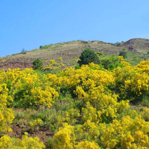 CYTISUS SCOPARIUS - Escoba, Retama negra