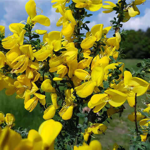 CYTISUS SCOPARIUS - Escoba, Retama negra