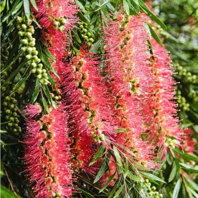 CALLISTEMON CITRINUS - Bottlebrush Kings Park Special