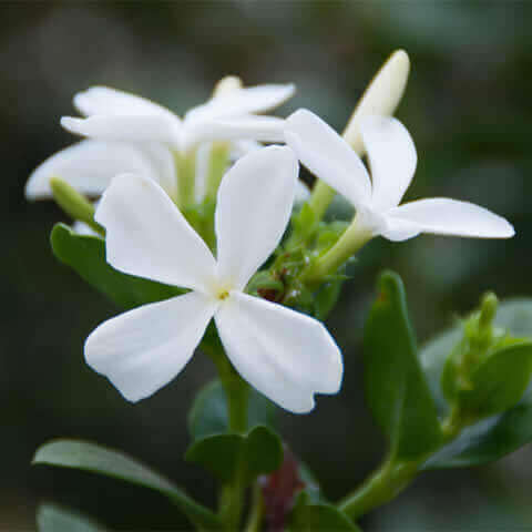 CARISSA MACROCARPA Prostrata - Natal Plum