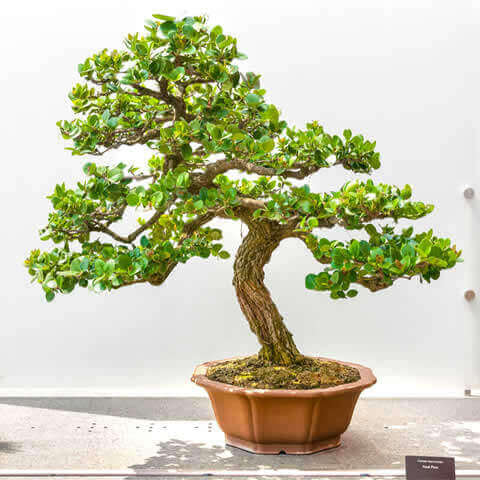 CARISSA MACROCARPA bonsai