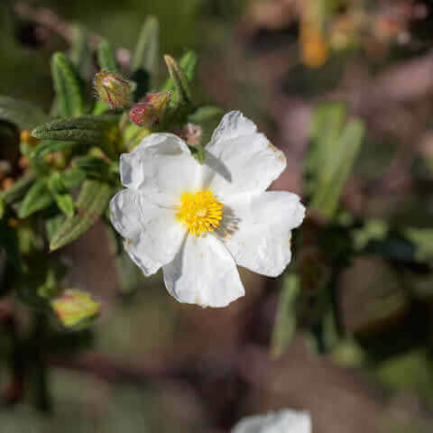 CISTUS MONSPELIENSIS - Montpellier Rockrose #2
