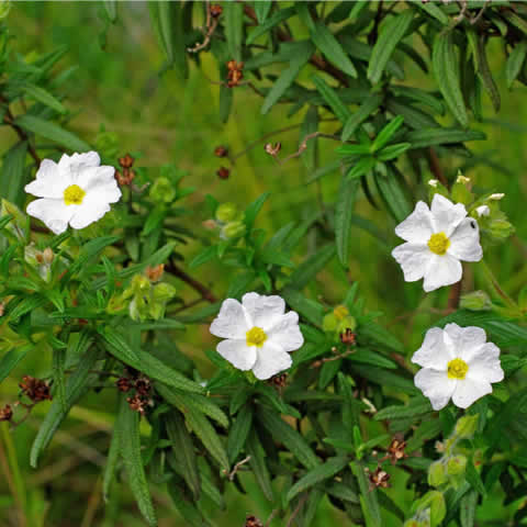 CISTUS MONSPELIENSIS - Montpellier Rockrose #1