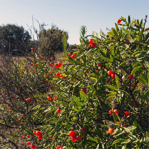 DAPHNE GNIDIUM - Flax-Leaved Daphne #2