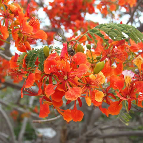 DELONIX REGIA - Royal Poinciana #1