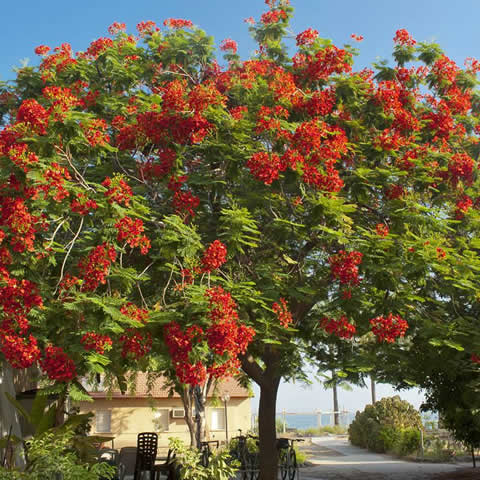 DELONIX REGIA - Flamboyant