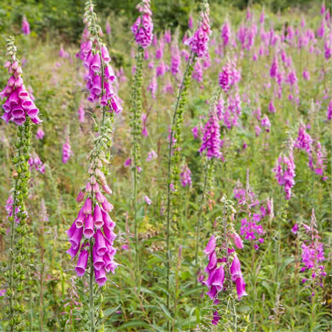 DIGITALIS PURPUREA - Dedalera