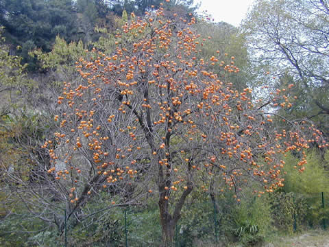 DIOSPYROS KAKI - Caqui de China