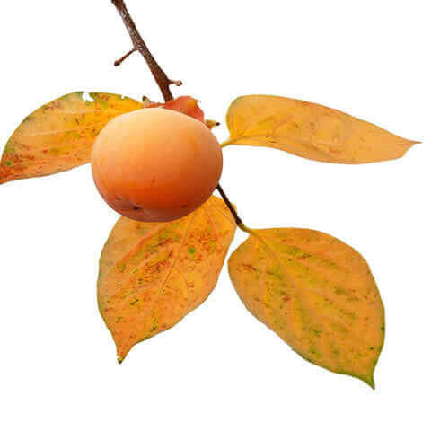 DIOSPYROS KAKI - Caqui de China